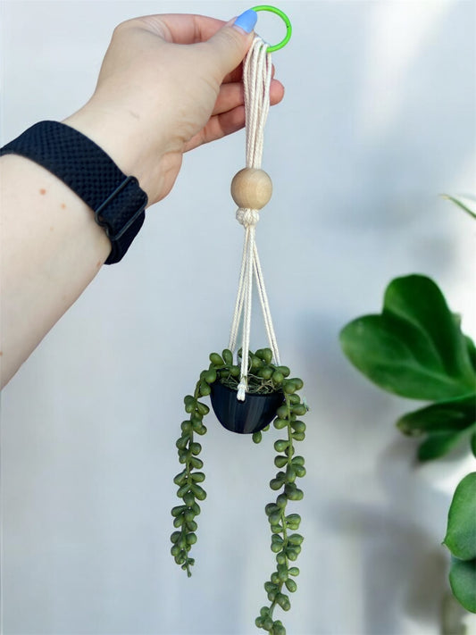 Hanging Teacup Planter
